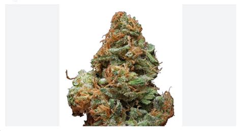 Burberry Marijuana Strain Information & Reviews 